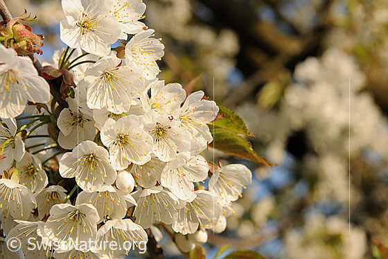 Foto: Blüte der Süsskirsche (Prunus avium), Kirschblüten.
Kirschbaum
Lat.: Prunus avium
Familie: Rosaceae (Rosengewächse)
Unterfamilie: Spiraeoideae
Gattung: Prunus