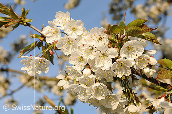Foto: Blütenzweig des Kirschbaums (Süsskirsche). Kirschblüten.
LLat.: Prunus avium
Familie: Rosaceae (Rosengewächse)
Unterfamilie: Spiraeoideae
Gattung: Prunus