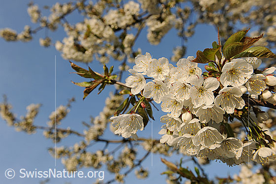 Foto: Kirschbaumblüten. Kirschblüten.
Blütenzweig des Kirschbaums (Süsskirsche)
Lat.: Prunus avium
Familie: Rosaceae (Rosengewächse)
Unterfamilie: Spiraeoideae
Gattung: Prunus