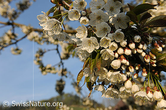 Foto: Blüten des Kirschbaums (Süsskirsche). Kirschblüten.
Lat.: Prunus avium
Familie: Rosaceae (Rosengewächse)
Unterfamilie: Spiraeoideae
Gattung: Prunus
