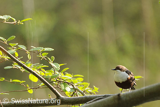 Foto: Wasseramsel (Cinclus cinclus) auf Zweig sitzend.
Lat.: Cinclus cinclus
Ordnung: Passeriformes (Sperlingsvögel)
Unterordnung: Passeri (Singvögel)
Familie: Cinclidae (Wasseramseln)
Gattung: Cinclus (Wasseramseln)