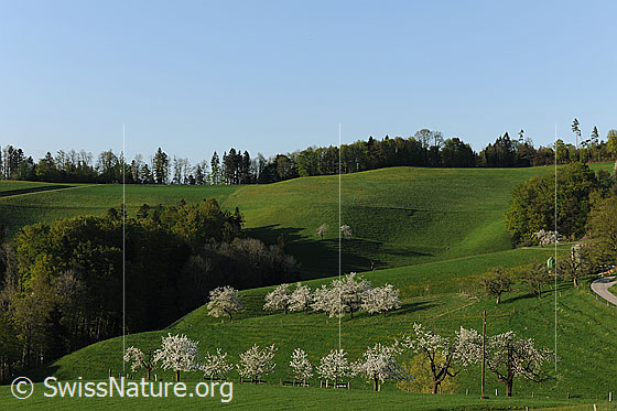 Foto: Blühender Obstgarten in frühlingshafter Hügellandschaft. Die Baumreihen bestehen aus Kirschbäumen und Alpfelbäumen, welche sich in voller Blust befinden.