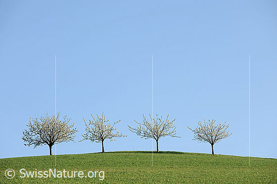 Foto: Blühende Baumreihe auf Hügel, welcher mit Gras bewachsen ist. Die jungen Obstbäume heben sich vom blauen Himmel ab.