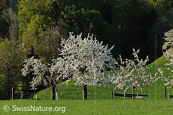 Foto: Blühende Kirschbäume eines Obstgartens umgeben von Weideland mit Zaun und frühlingshaftem Laubwald.