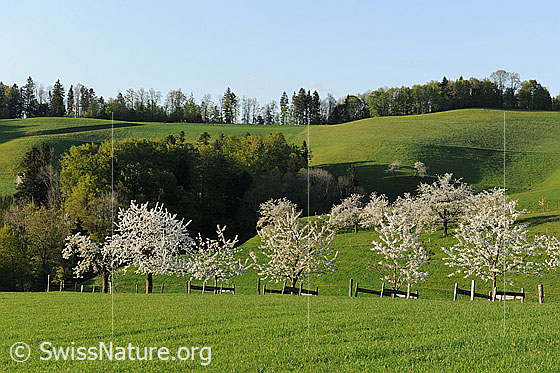 Foto: Blühender Baumgarten in frühlingshafter Hügellandschaft. Die Baumreihen bestehen aus Kirschbäumen und Alpfelbäumen, welche sich in voller Blust befinden. Die jungen Bäume sind mit einer Holzumzäunung geschützt.