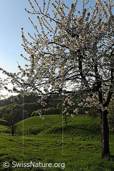 Foto: Blühender Kirschbaum in grüner Hügellandschaft.