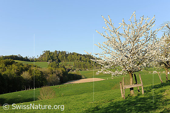 Foto: Hügellandschat mit blühendem Kirschbaum (Süsskirsche). Der junge Obstbaum steht in hügeligem Weideland mit Wäldern im Hintergrund.
