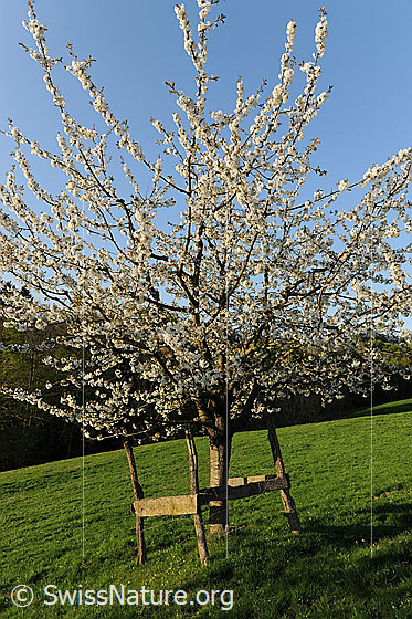 Foto: Junger Kirschbaum (Süsskirsche) in voller Blust. Der Baum ist mit einem Zaun vor weidendem Vieh geschützt.