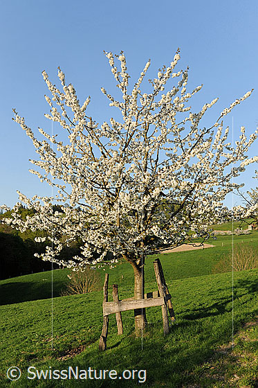 Foto: Junger Baum. 
Kirschbaum (Süsskirsche) in voller Blust. Der Baum ist mit einem Zaun vor weidendem Vieh geschützt.