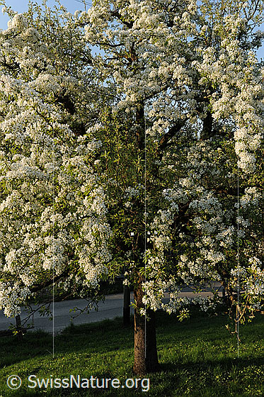 Foto: Birnbaum (Pyrus communis) während der Blütezeit.
Lat.: Pyrus communis
Familie: Rosaceae (Rosengewächse)
Gattung: Pyrus (Birnen)