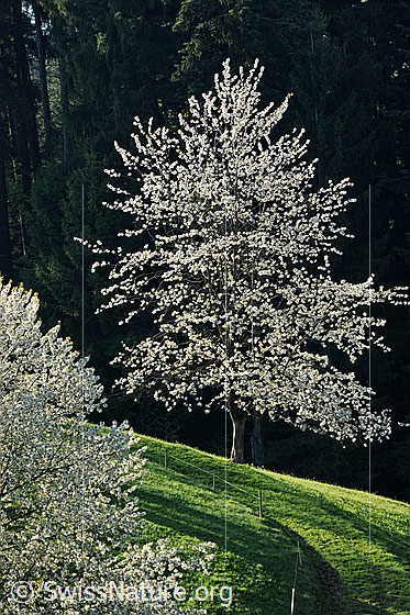 Foto: Blühender Einzalbaum. Die hellen Blüten heben sich gut vom dunklen Wald im Hintergrund ab. Ein Feldweg und ein Weidezaun führen zum Baum hin.