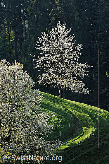 Foto: Blühender Baum und Streiflicht. Die hellen Blüten heben sich gut vom dunklen Wald im Hintergrund ab. Ein Feldweg und ein Weidezaun führen zum Baum hin. Licht und Schatten liegt auf der Frühlingslandschaft.