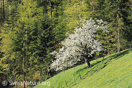 Foto: Blühender Baum auf Weide am Waldrand.