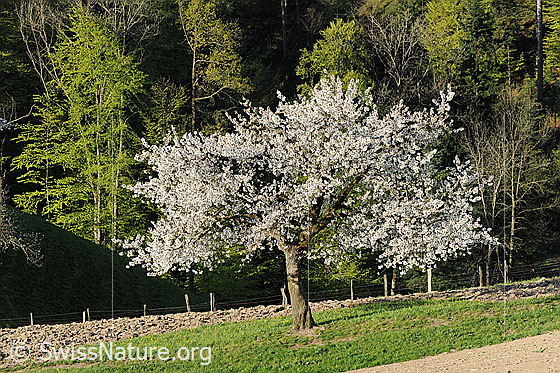 Foto: Frühling: Blühender Baum (Einzelbaum) auf Kulturland mit hellgrünen Laubbäumen im Hintergrund.