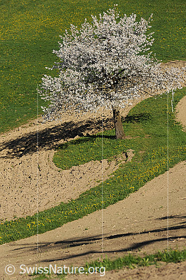 Foto: Blühender Obstbaum auf Wiese umgeben von kleinem Acker.