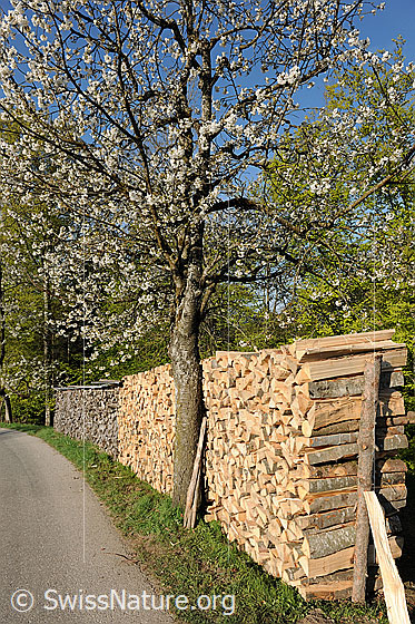 Foto: Holzstapel und blühender Baum am Strassenrand.