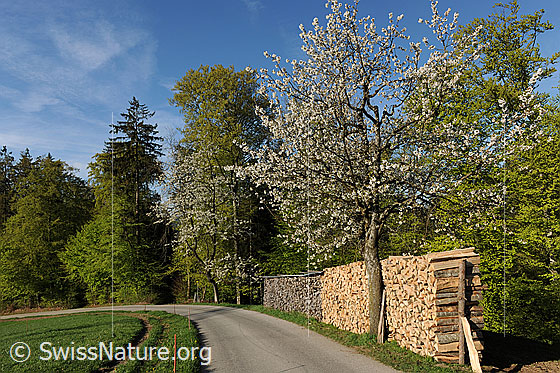 Foto: Blühende Bäume am Waldrand. Zwischen Feldrand und Wald verläuft eine Fahrstrasse und am Strassenrand ist Brennholz aufgeschichtet.