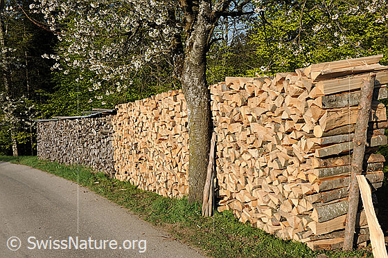 Foto: Brennholz und Baumstamm eines blühenden Kirschbaums am Strassenrand. Der linke Teil des Holzstapels stammt aus einem frührem Holzschlag.
