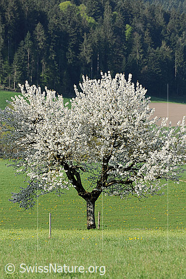 Foto: Blühender Baum auf Wiese mit Weidezaun und Wald im Hintergrund.
