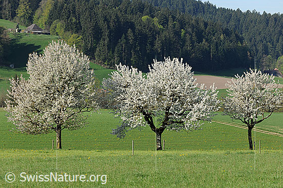 Foto: Blühende Feldobstbäume mit Kulturland und Tannenwald im Hintergrund. Die Obstbäume stehen in voller Blust.