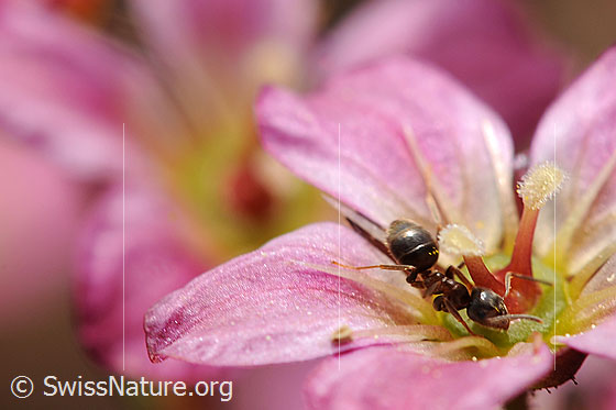 Foto: Schwarze Gartenameise auf Blüte.