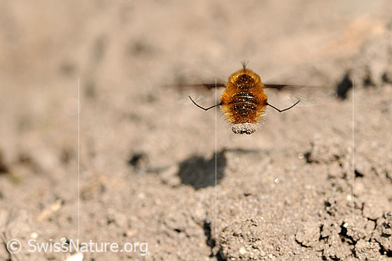Foto: Grosser Wollschweber im Flug, während dem Aufnehmen von Sand vor der Eiablage.