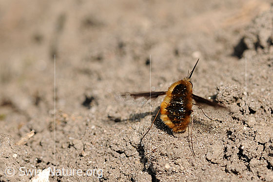 Foto: Grosser Wollschweber bei der Eiablage.