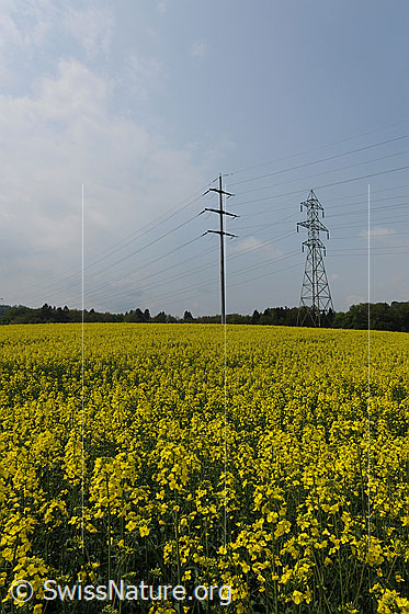 Foto: Hochspannungsleitung in Rapsfeld.