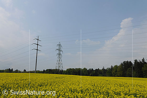 Foto: Hochspannungsleitung in Rapsfeld.