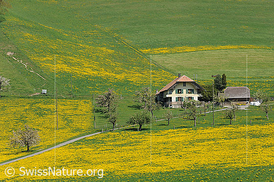 Foto: Frühlingslandschaft mit gelbem Blumenteppich. Ein Haus ist umgeben von Obstbäumen und blühenden Löwenzahnwiesen.