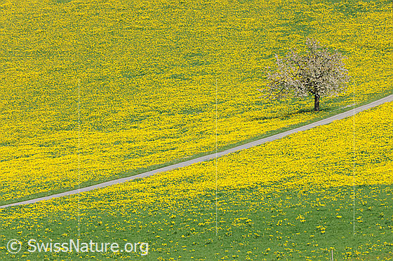 Foto: Blühender Baum in Löwenzahnwiese. Durch die gelbe Blumenwiese führt ein Weg.