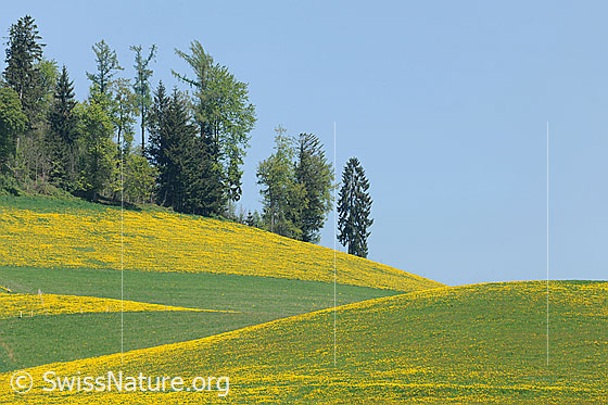 Foto: Formen und Farben in Hügellandschaft. Hügel mit Löwenzahnwiesen abwechselnd mit grünen Wiesen und einem Waldrand mit Laubbäumen in zartem Grün.