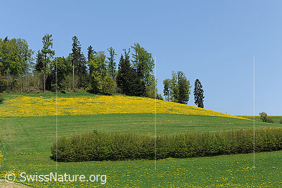 Foto: Hügel mit blühender Löwenzahnwiese am Waldrand. Im Vordergrund verläuft eine Hecke zwischen grünen Wiesen.