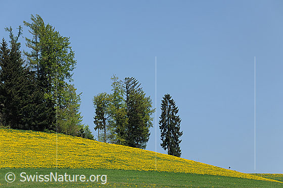 Foto: Löwenzahnwiese an Waldrand auf sanftem Hügel.