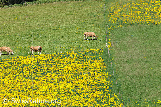 Foto: Weidende Kühe und Löwenzahnwiesen. Die Wiesen und Weiden sind umzäunt.