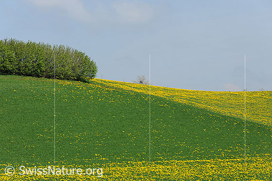 Foto: Hecke und blühende Löwenzahnwiesen an leichter Hanglage. Die dicht stehenden gelben Blumen bilden am Feldrand eine deutliche Linie entlang einer grünen Wiese.