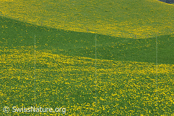 Foto: Löwenzahnwiesen bringen Formen und Farben in die Frühlingslandschaft. Zwischen zwei gelb blühenden Wiesen verläuft ein mehrheitlich grüner Streifen Gras.