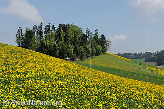 Foto: Frühlingsbild: Blühender Löwenzahn. Hügellandschaft mit blühenden Löwenzahnwiesen, weidenden Kühen und frühlingshaften Wäldern.