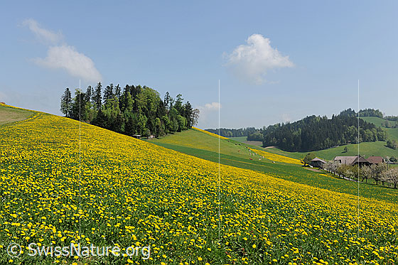 Foto: Hügellandschaft im Frühling mit blühenden Löwenzahnwiesen, frühlingshaften Wäldern und einem Bauernhof mit blühenden Obstbäumen (Obstgarten).