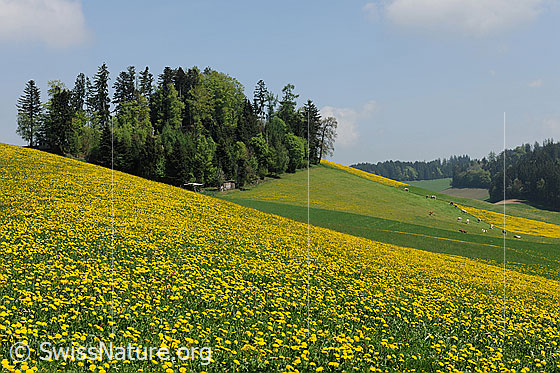 Foto: Frühlingsbild blühender Löwenzahn. Hügellandschaft mit blühenden Löwenzahnwiesen, weidenden Kühen und frühlingshaften Wäldern.