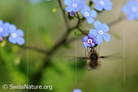Foto: Grosser Wollschweber (Bombylius major) auf Kaukasusvergissmeinnicht (Brunnera macrophylla) beim Saugen von Nektar.
