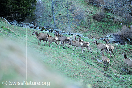Foto: Vorbeiziehende Hirschherde (Cervus elaphus).
Rothirsche
Ordnung: Artiodactyla (Paarhufer)
Familie: Cervidae (Hirsche)
Unterfamilie: Cervinae
Gattung: Cervus (Edelhirsche)