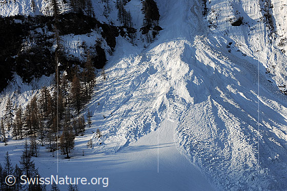 Foto: Naurgewalt Lawine. Grosser Lawinenkegel neben Lärchenwald.