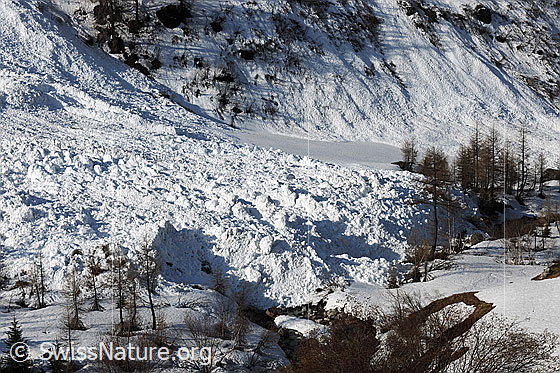 Foto: Lawinenkegel einer Nassschneelawine in der Nordflanke des Schinhornmassivs. Die Schneemassen reichen bis ins Bachbett der Binna.