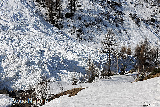 Foto: Lawinenkegel einer Nassschneelawine und Lärchen. Die Schneemassen haben das Bachbett der Binna verschüttet.