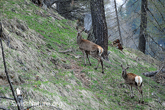 Hirsche im Wald