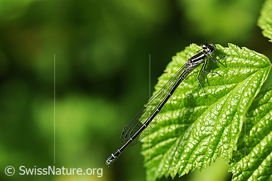 Foto: Wahrscheinlich Hufeisen-Azurjungfer (Coenagrion puella). Weibchen. Auf Blatt einer Hasel sitzend. Ansicht von der Seite.
