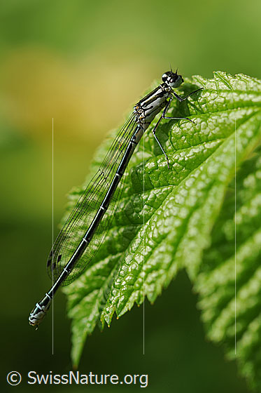 Photo: Probably Coenagrion puella. Female. Sitting on a hazel leaf. View from the side.