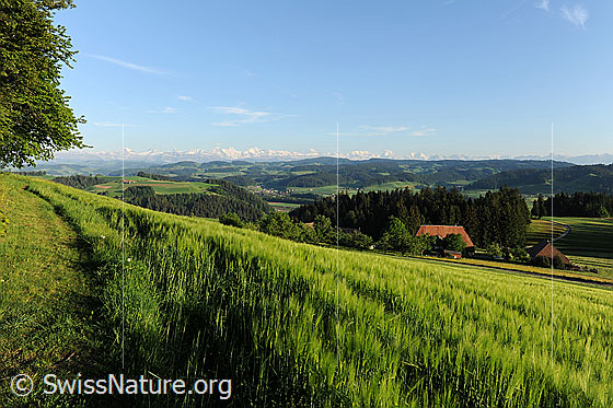 Foto: Gerstenfeld und Berner Alpen. Ausblick über die frühlingshaft grüne Emmentaler Hügellandschaft auf einen Weiler umgeben von Bäumen, über Tannenwälder auf Hügelzügen zur Alpenkette.