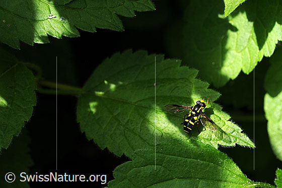 Foto: Späte Gelbrandschwebfliege (Xanthogramma pedissequum) auf Blatt.